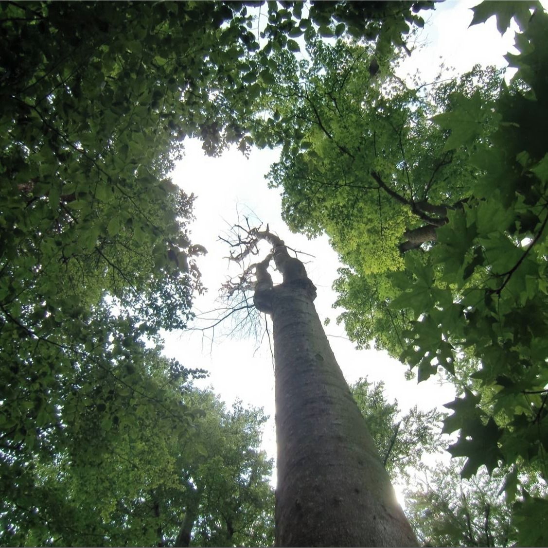 Soutěžní fotografie - Stromy umírají ve stoje,  Lesnický park Křivklátsko