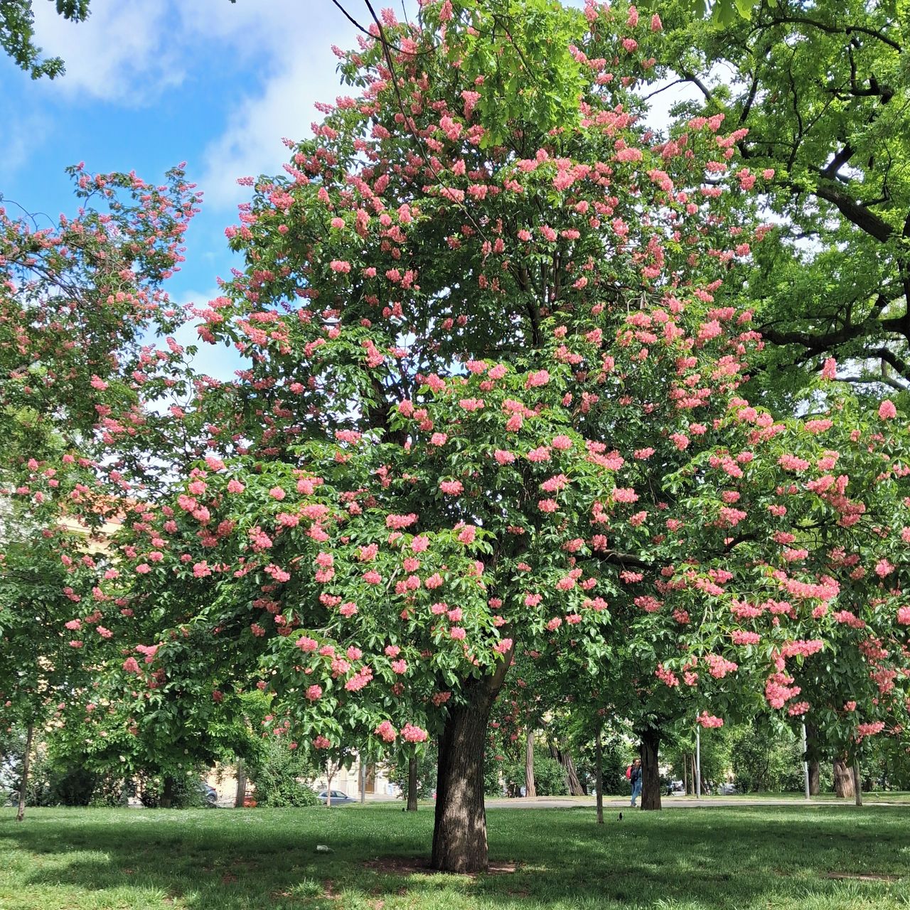 Soutěžní fotografie - Červený kaštan v květu,  Praha park před Hlavním nadražím