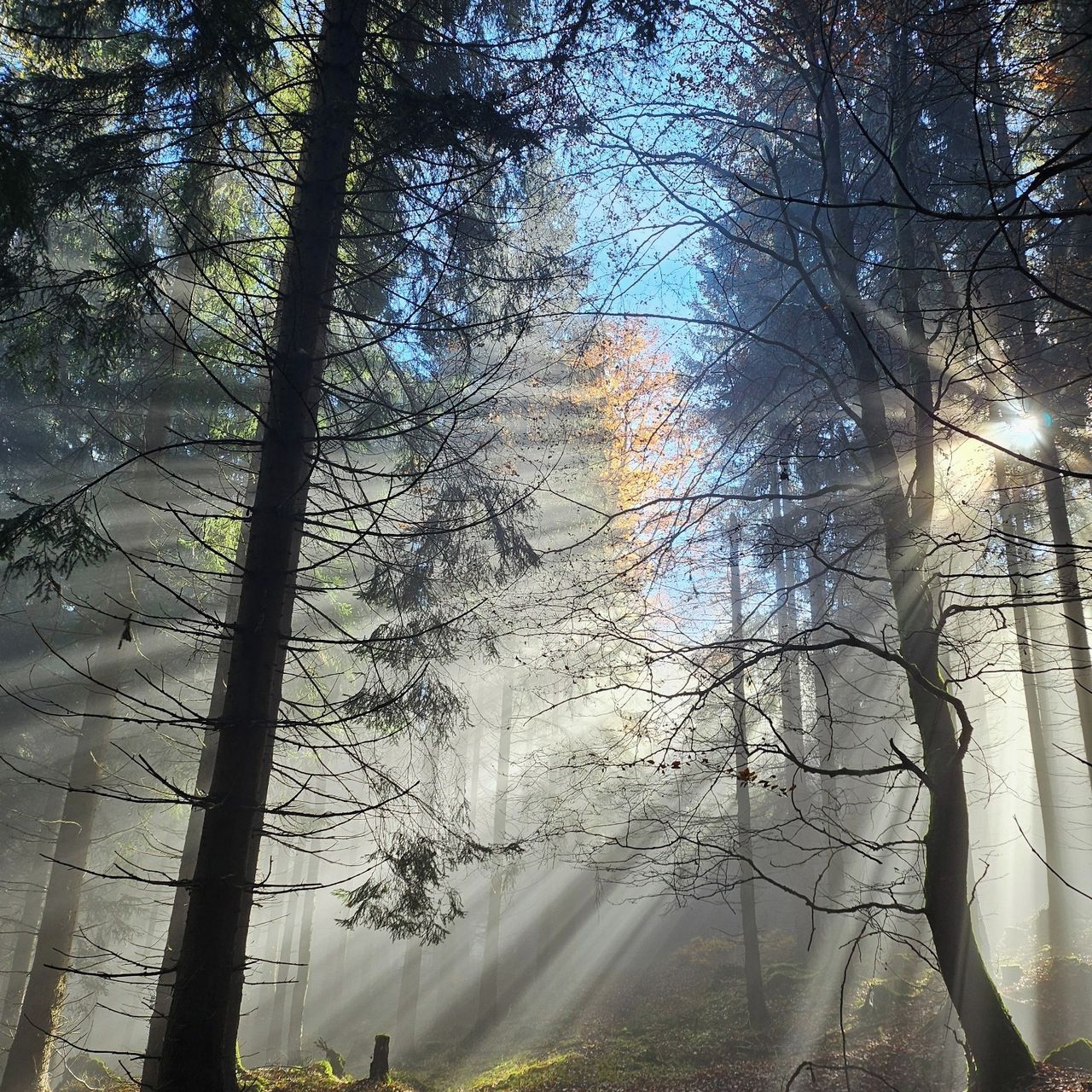 Soutěžní fotografie - Síla světla,  okolí Přimdy, Český les