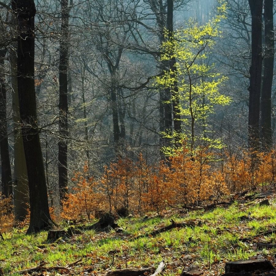 Soutěžní fotografie - Krušnohorský les,  Krušné hory poblíž Litvínova
