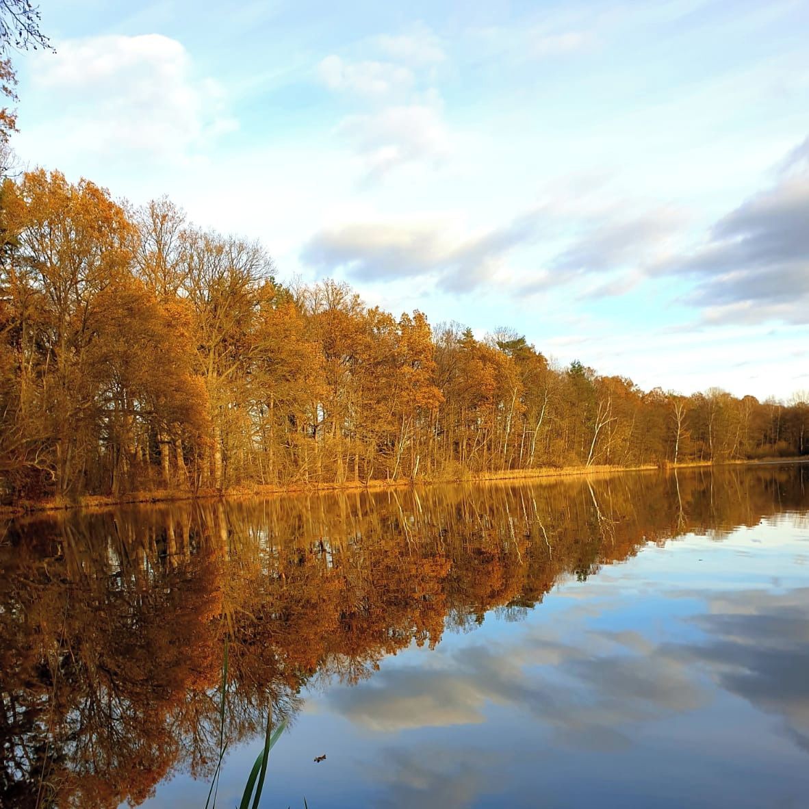 Soutěžní fotografie - Jihočeský rybník,  Třeboňsko