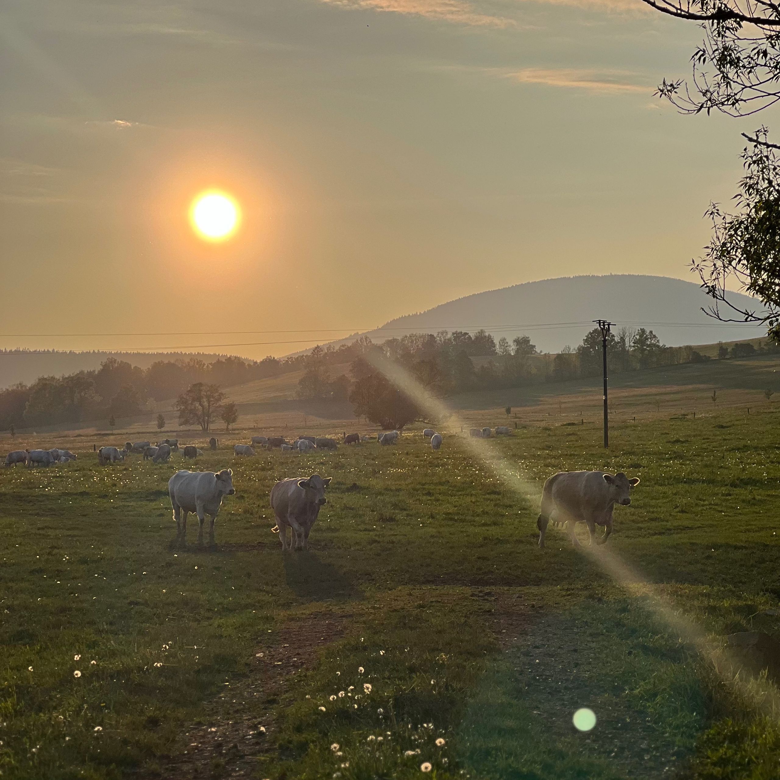 Soutěžní fotografie - Bůůů,  Mladé Buky