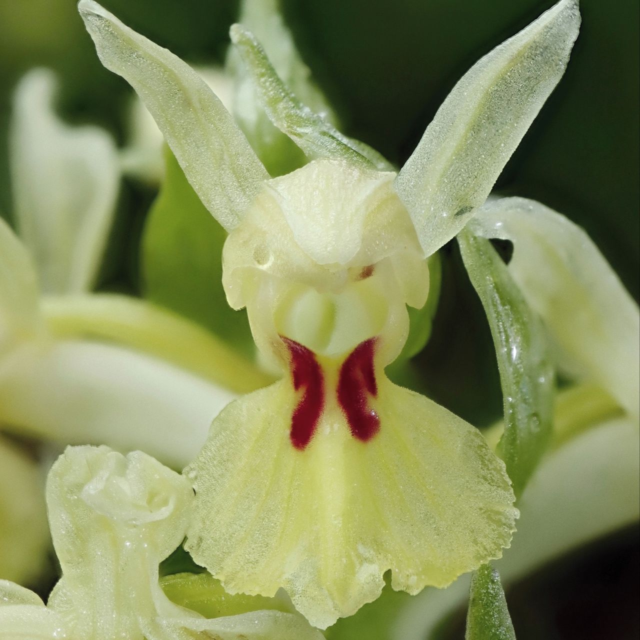 Soutěžní fotografie - Detail velmi vzácné orchideje,  Beskydy