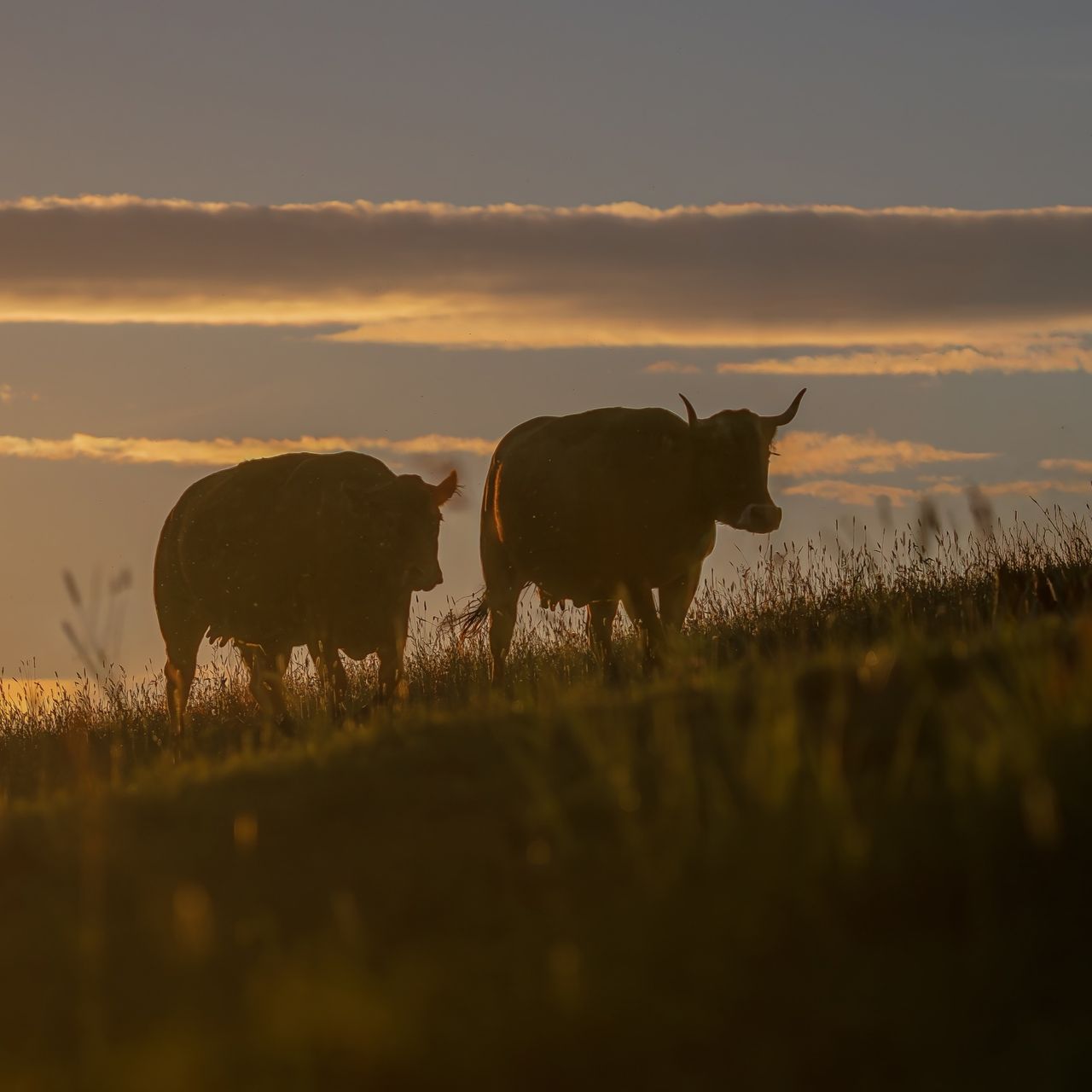 Soutěžní fotografie - Královny české krajiny,  Nová Oleška, Huntířov, Děčín