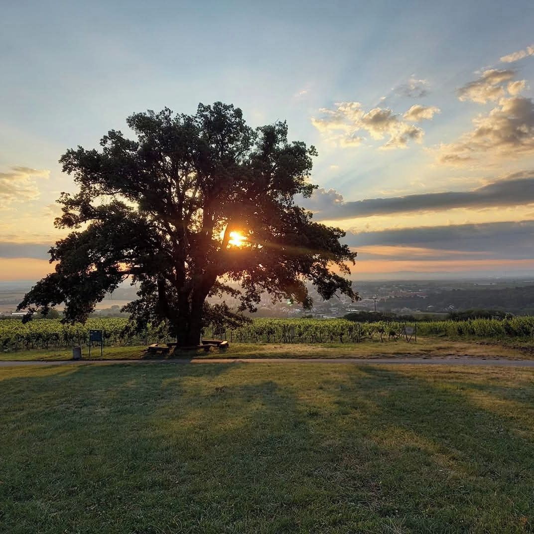 Soutěžní fotografie - Sunrise,  Valtice