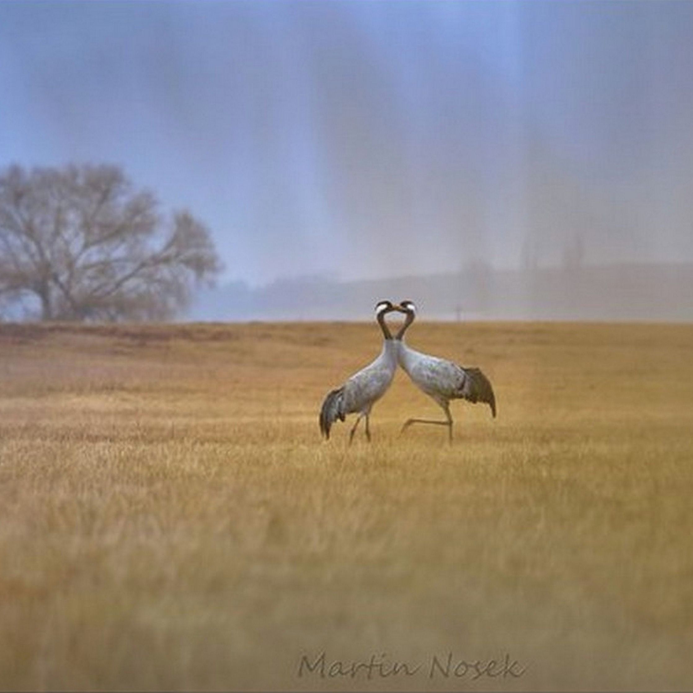 Soutěžní fotografie - Láska,  Stvolny