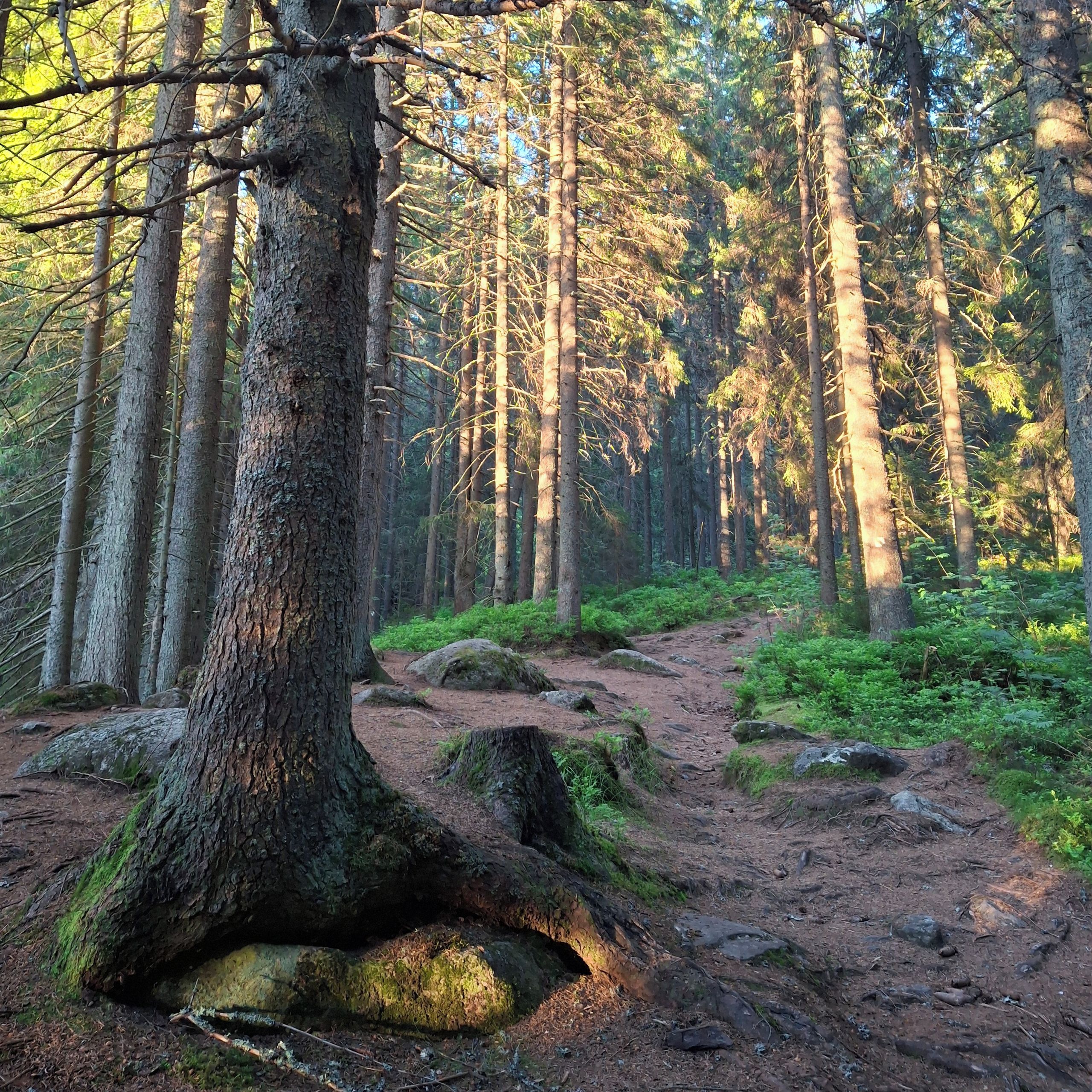 Soutěžní fotografie - Poklad,  Modrava