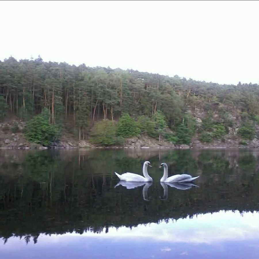 Soutěžní fotografie - Labutě,  Hracholuská přehrada