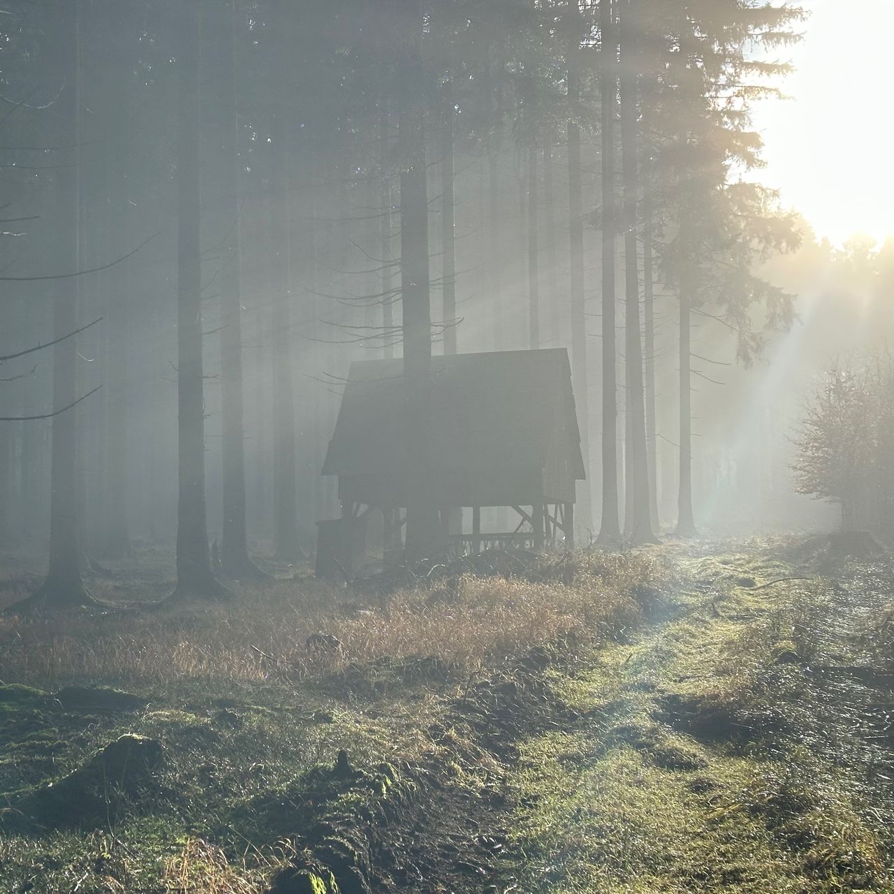 Soutěžní fotografie - Lesní boida,  K.ú. Kadov u Nového Města n.M