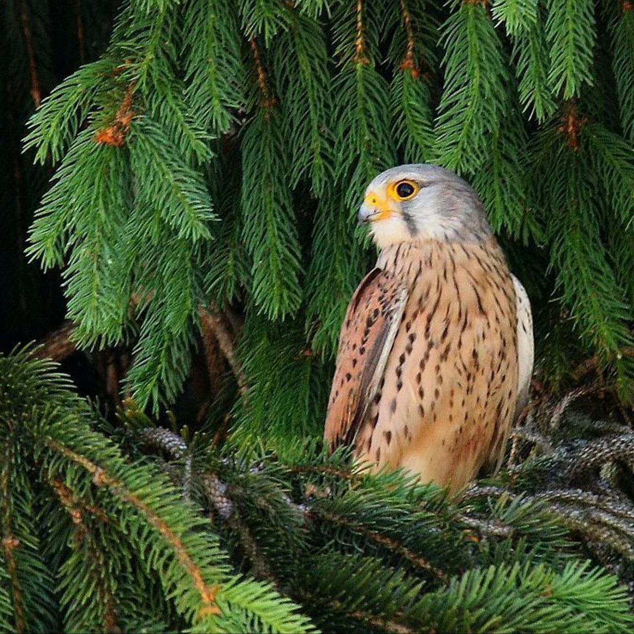 Soutěžní fotografie - Z očí do očí.,  Zdounky