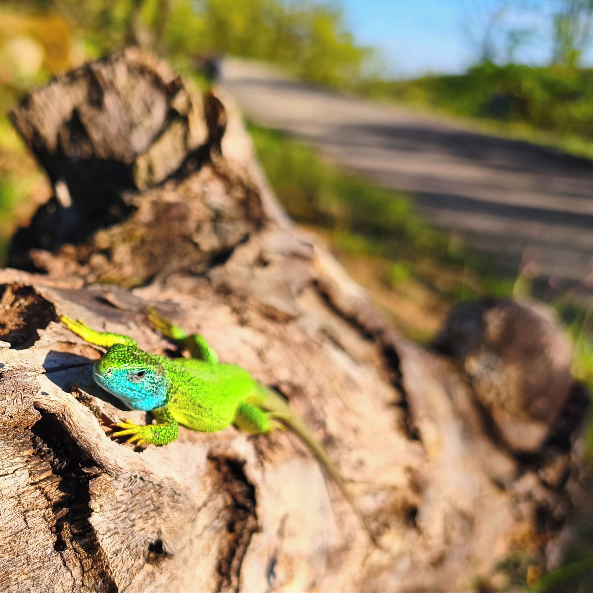 Soutěžní fotografie - Ještěrka zelená v Podyjí,  NP Podyjí