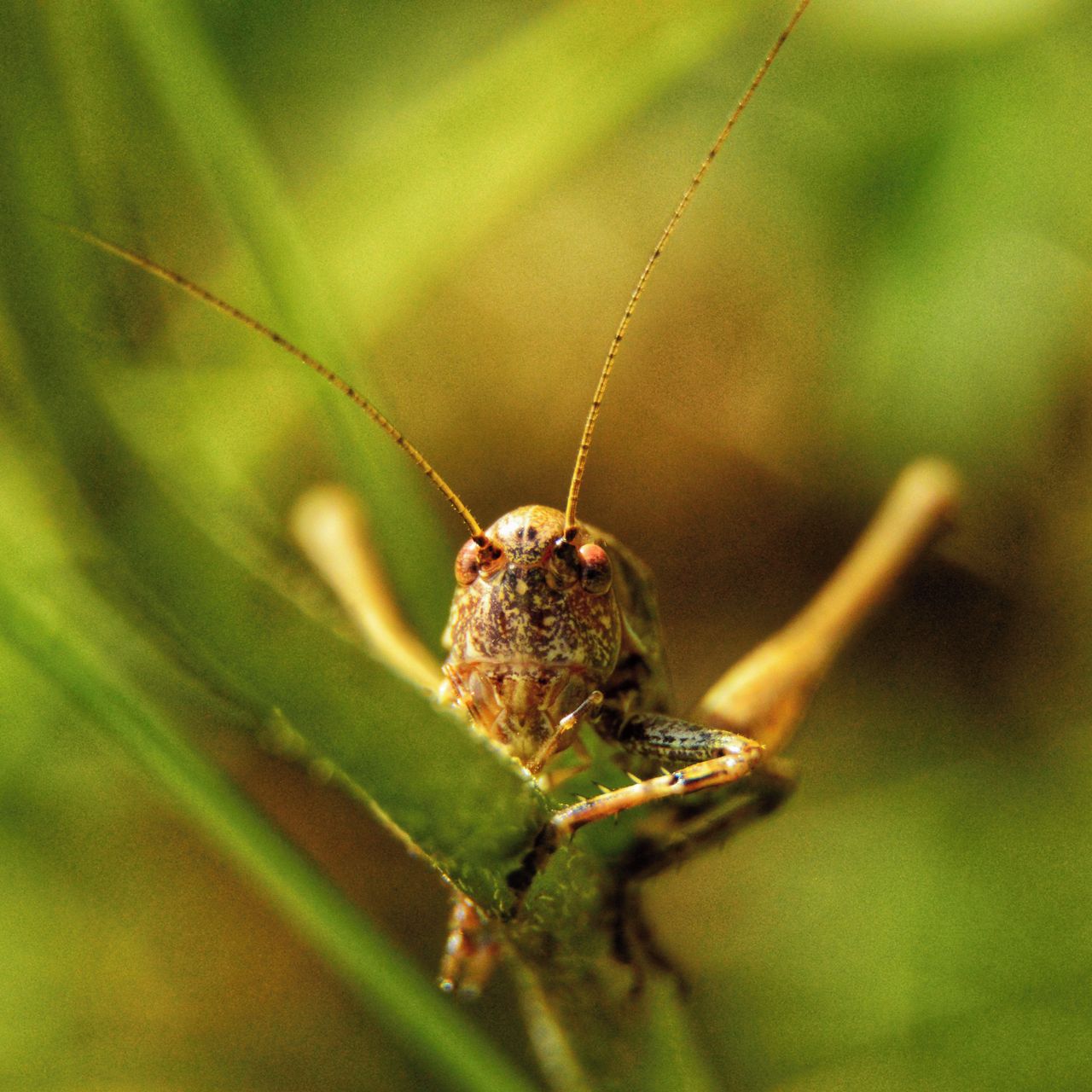 Soutěžní fotografie - Přemýšlím,  Drahobuz