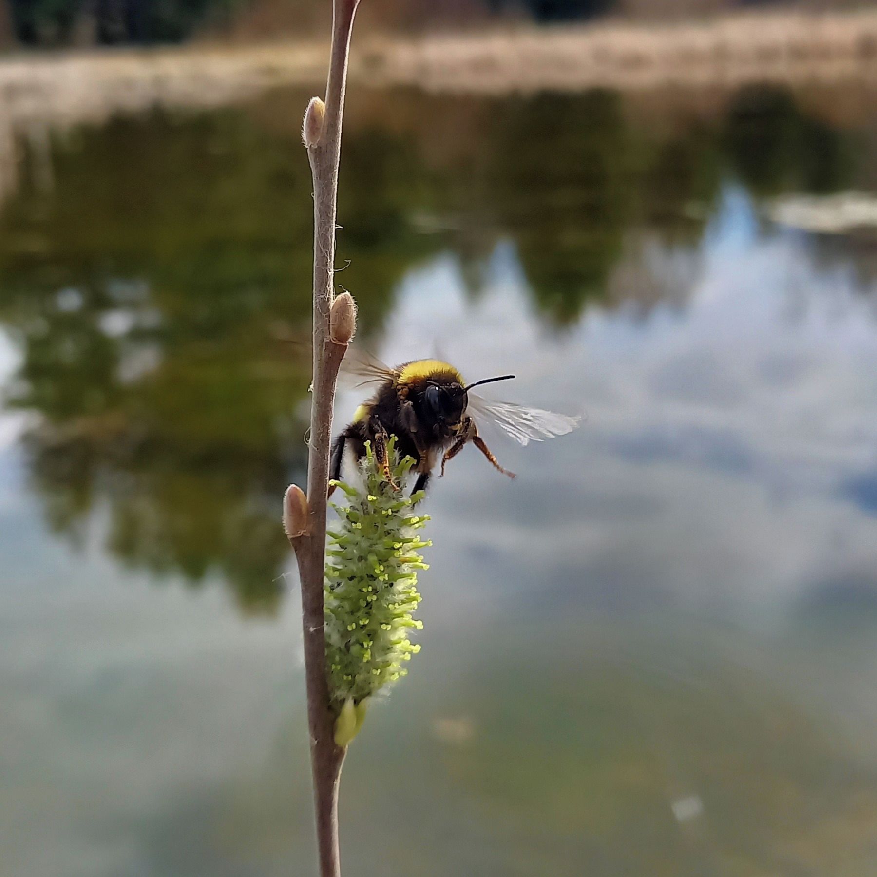 Soutěžní fotografie - Jaro je tu,  Česká Kanada