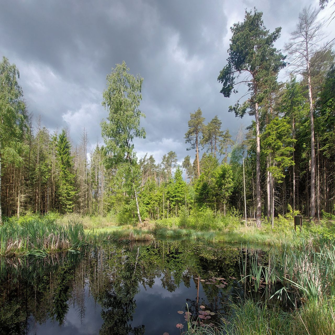 Soutěžní fotografie - Kouzelné mokřady,  Panenská Rozsička