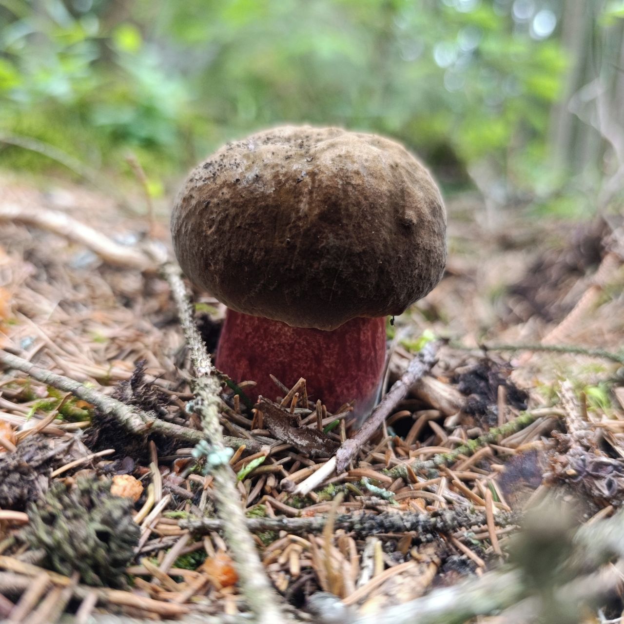 Soutěžní fotografie - Slavkovské poklady,  Slavkovský les