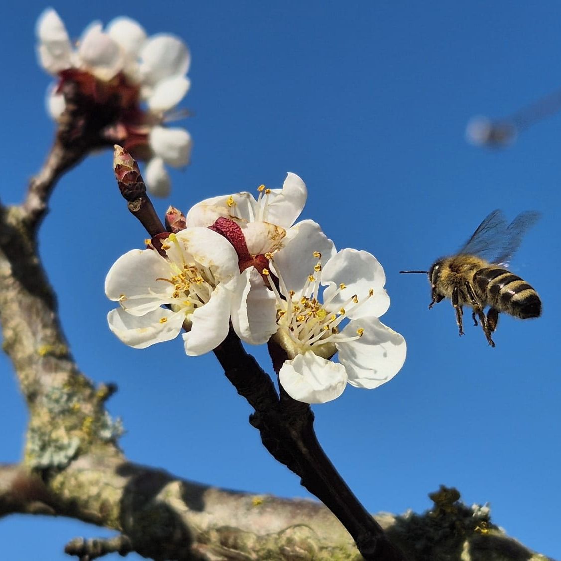 Soutěžní fotografie - Včela na květu,  Malovidy,  Rataje nad Sázavou