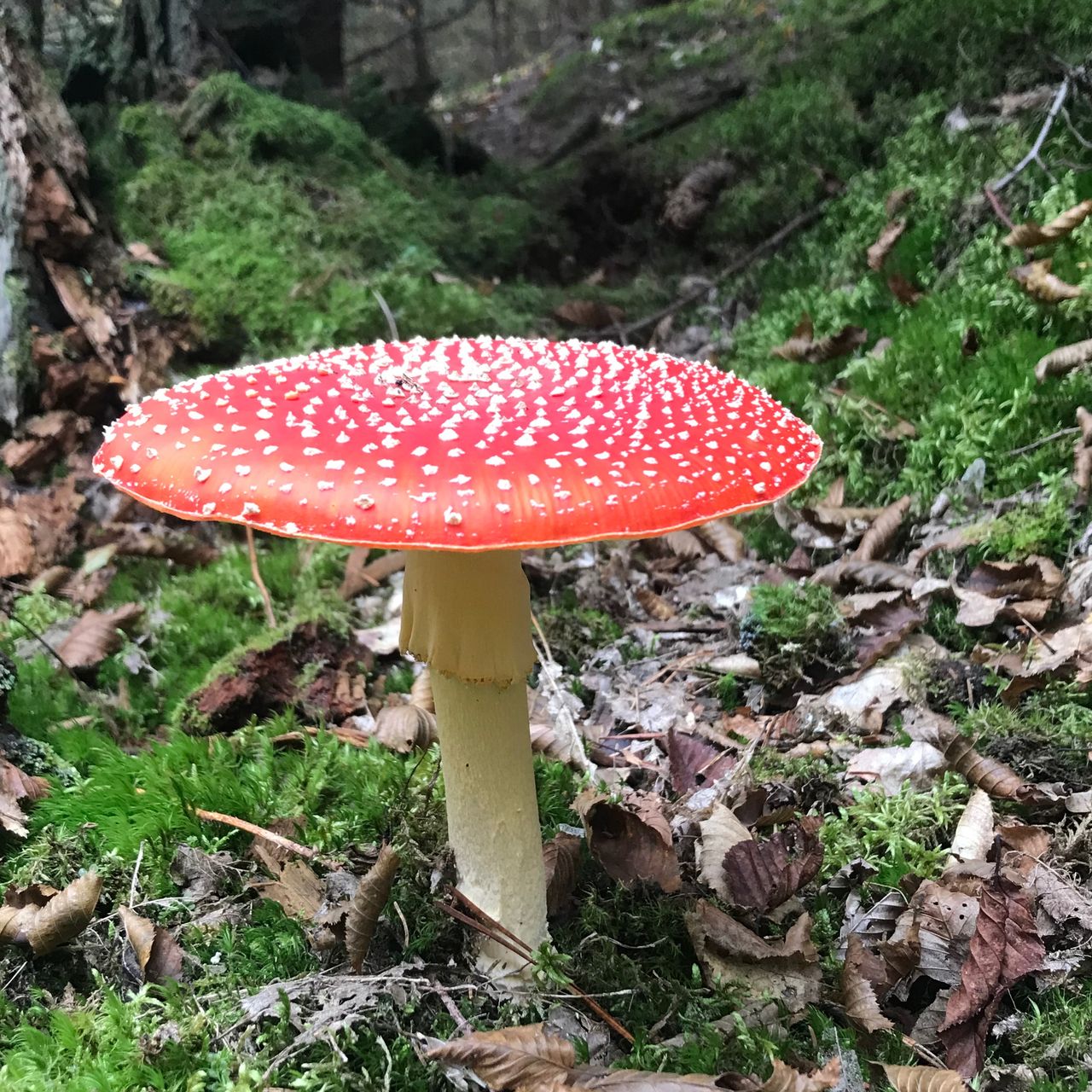 Soutěžní fotografie - Magická Muchomůrka,  Svatý Jan