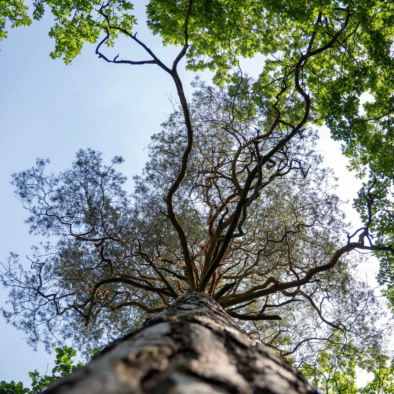 Soutěžní fotografie - Křivky borovice,  Moravský kras