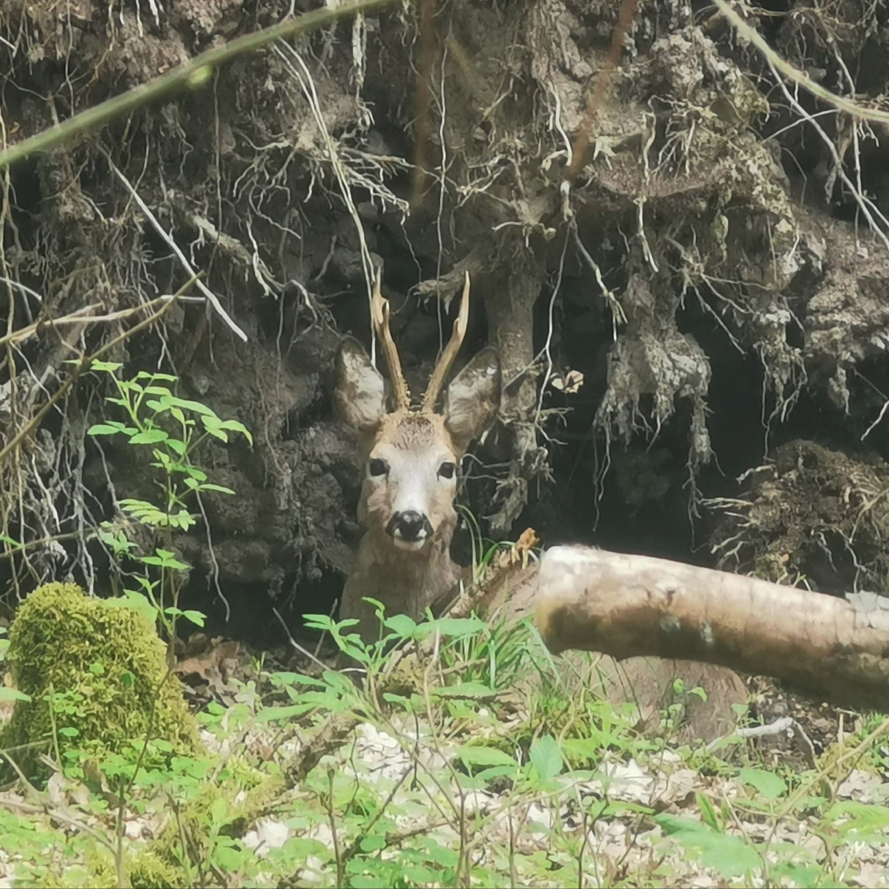 Soutěžní fotografie - Srnec,  Mezirolí 36225