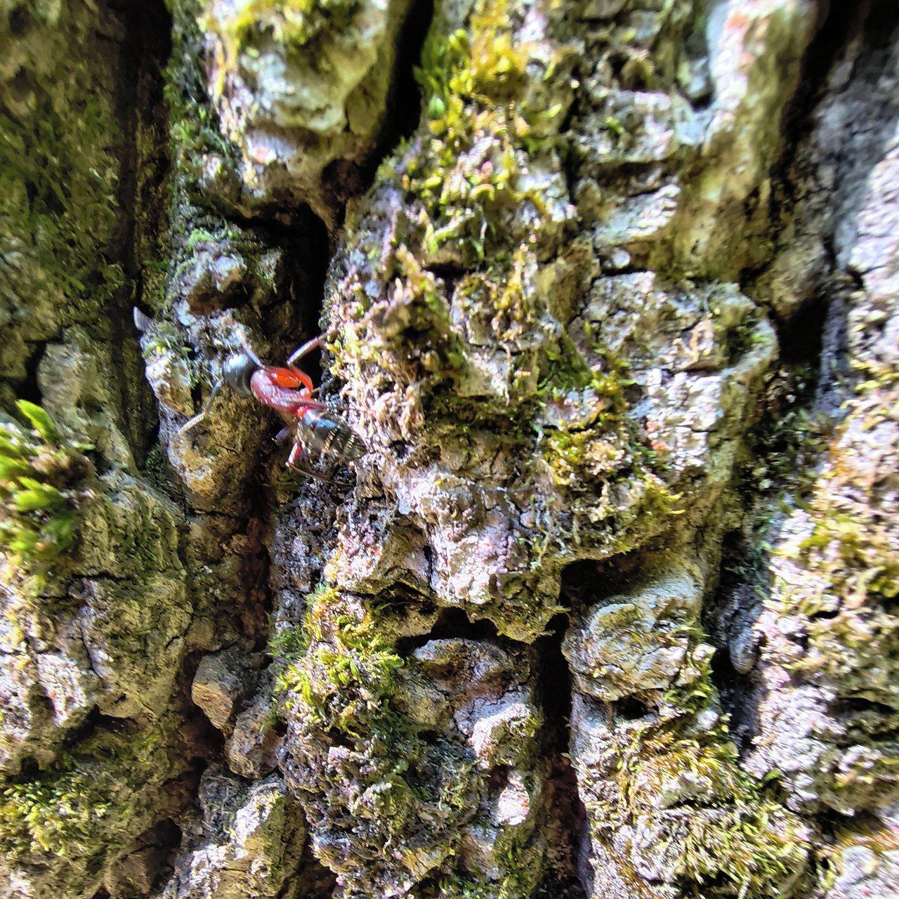 Soutěžní fotografie - Spokojenost na stromě,  Beskydská pahorkatina
