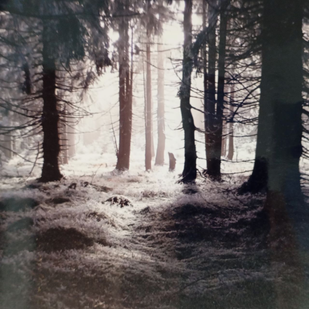 Soutěžní fotografie - Kouzelný les no,  Beskydy