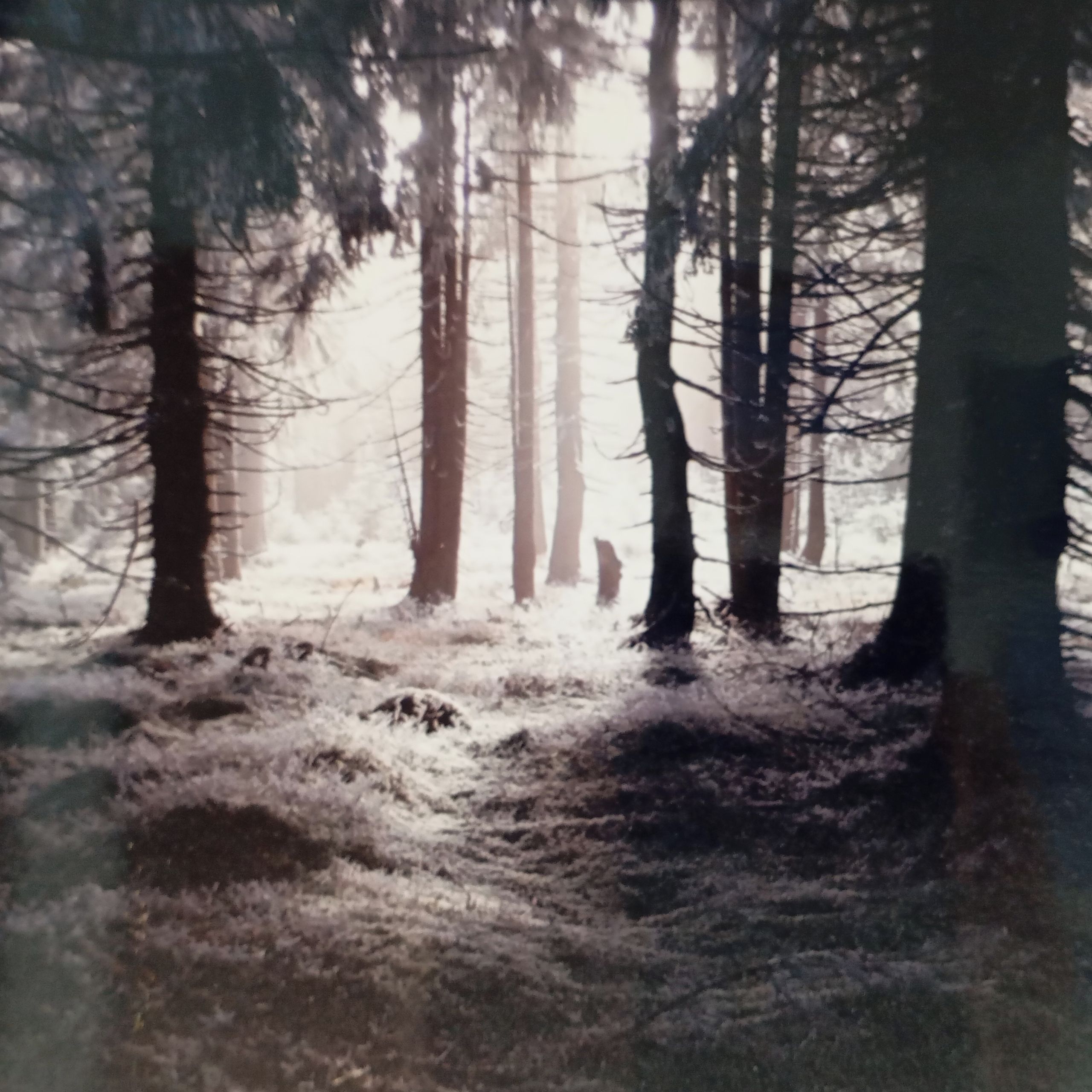 Soutěžní fotografie - Kouzelný les no,  Beskydy