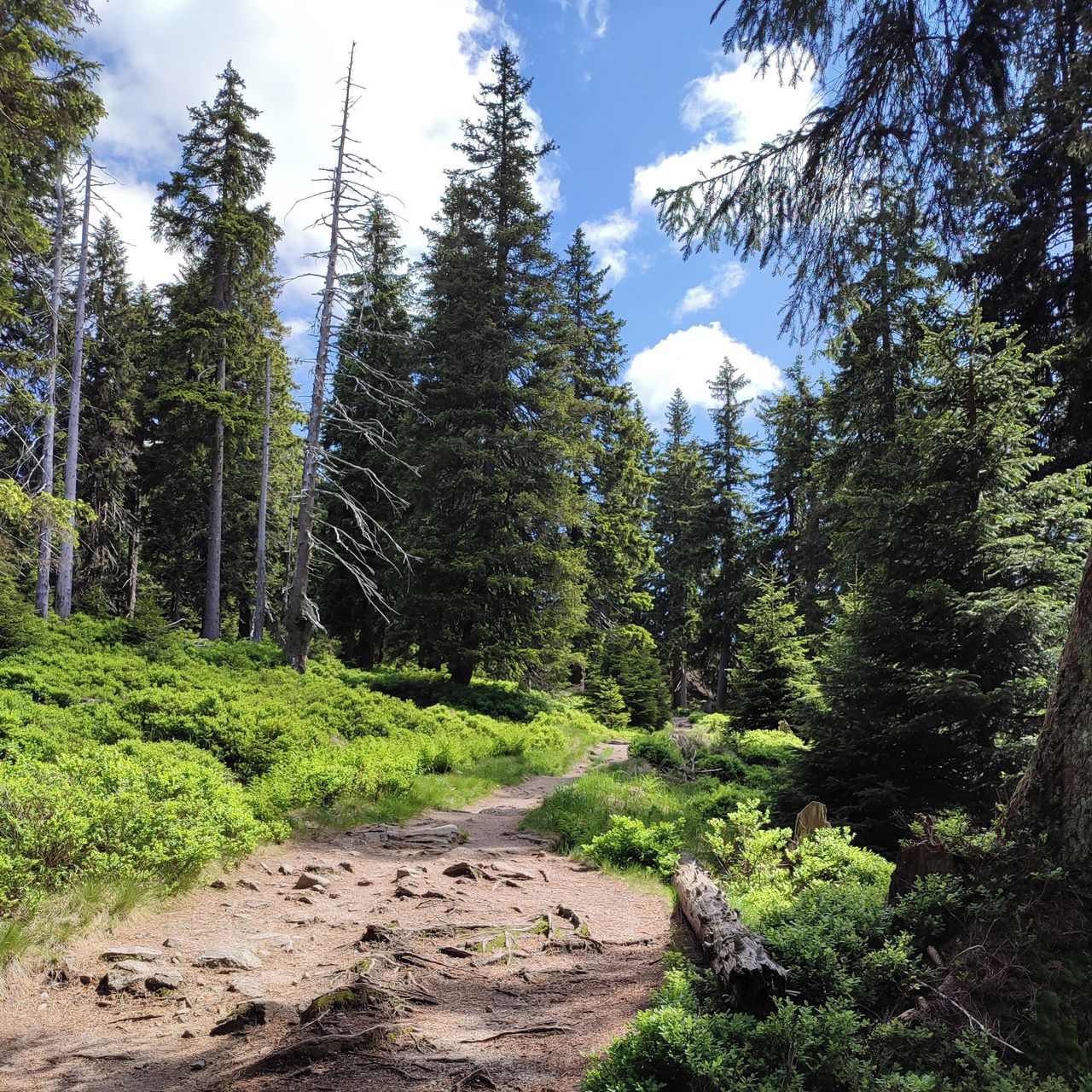 Soutěžní fotografie - Krkonošská stezka,  Krkonoše, cestou z Harrachova