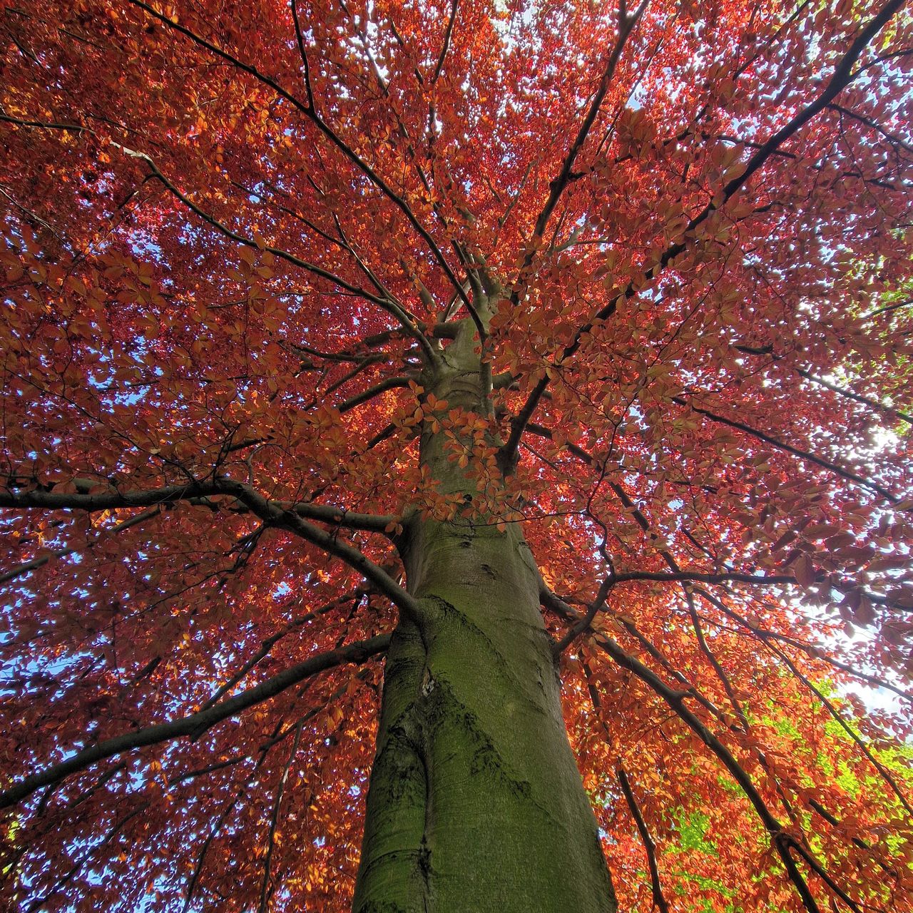 Soutěžní fotografie - Červená na Růžovém paloučku,  Růžový palouček