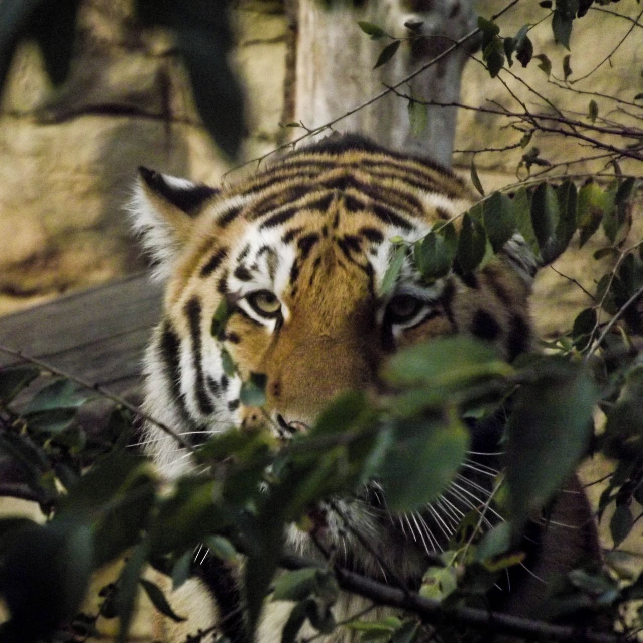 Soutěžní fotografie - I v zoo je příroda.,  ZOO Hluboká nad Vltavou