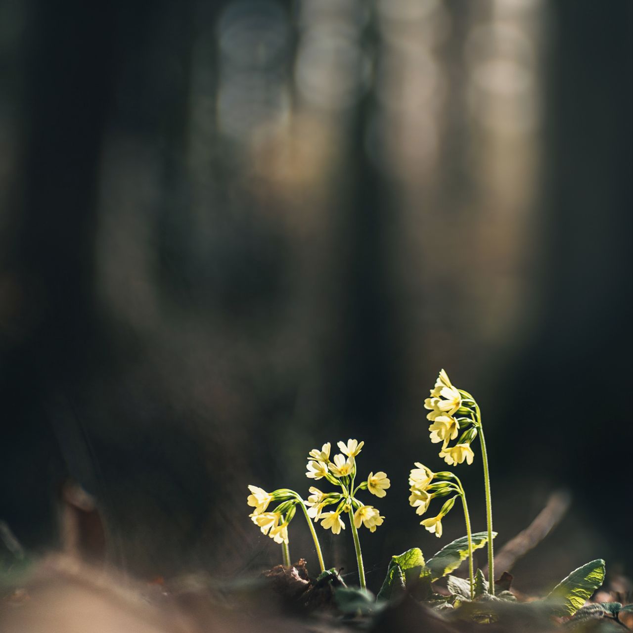 Soutěžní fotografie - Prvosenka jarní,  Rožnov pod Radhoštěm