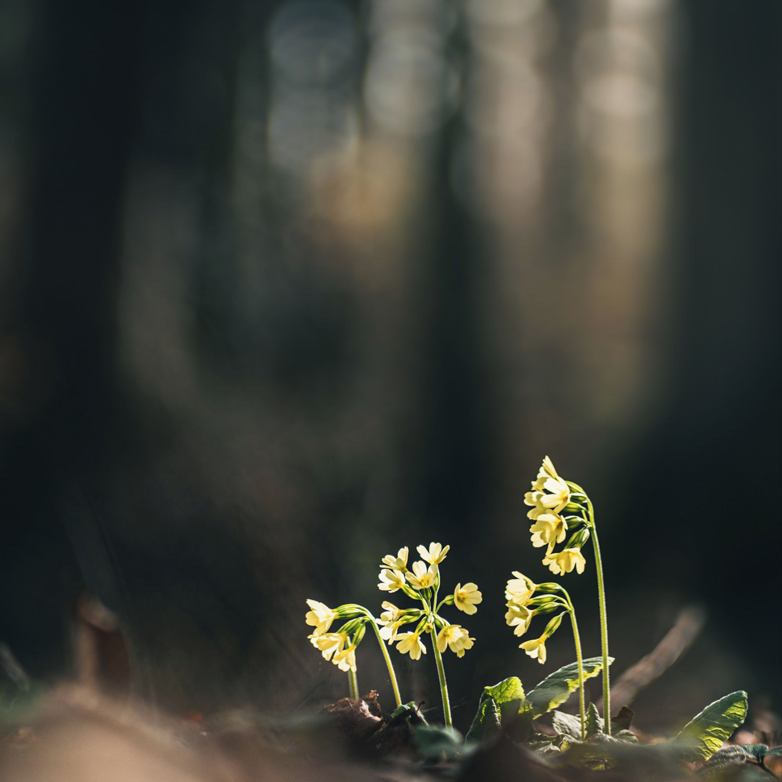 Soutěžní fotografie - Prvosenka jarní,  Rožnov pod Radhoštěm