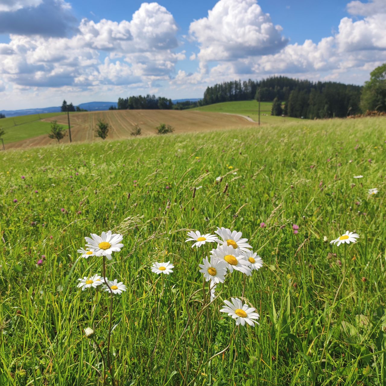 Soutěžní fotografie - Letní procházka,  Horní Štěpanice