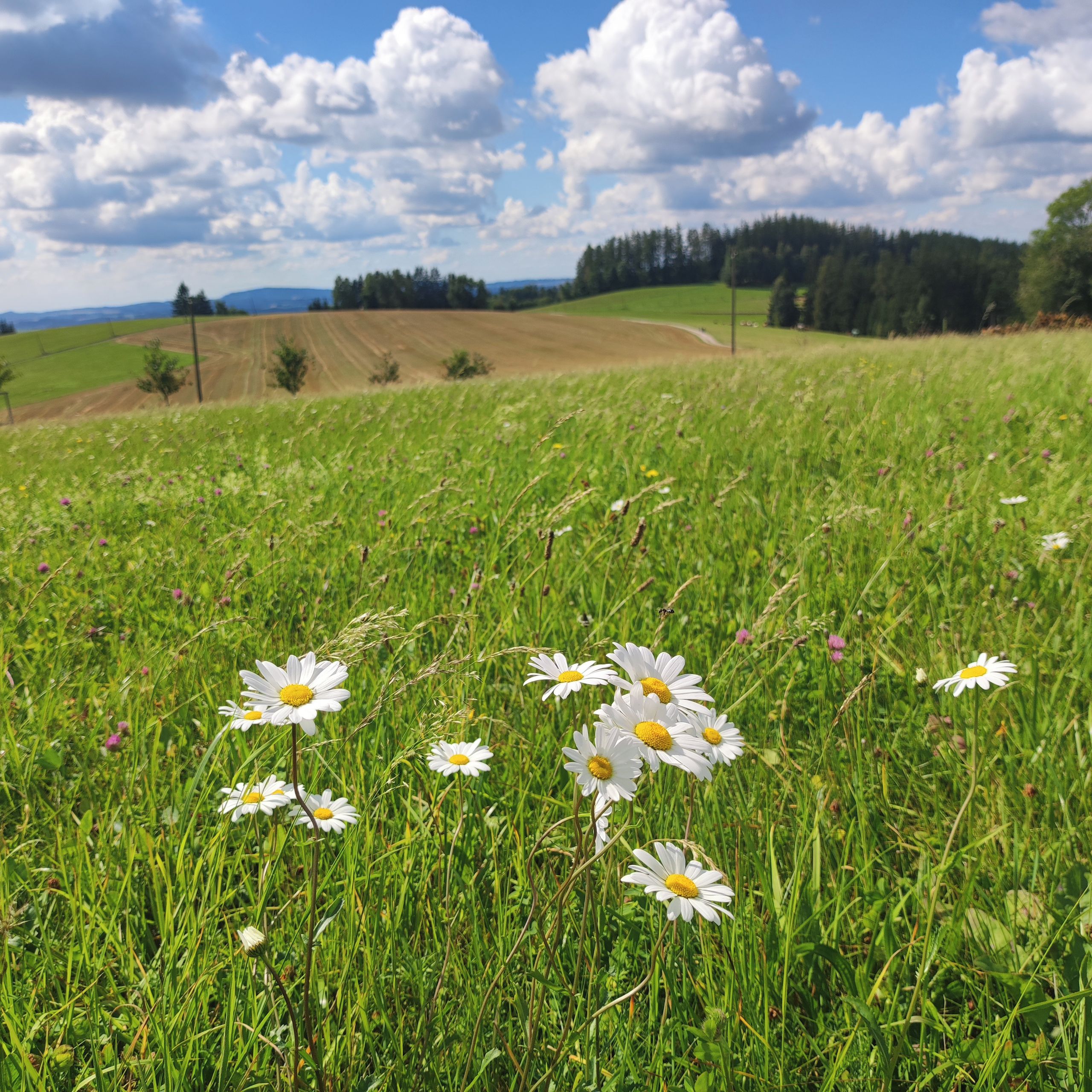 Soutěžní fotografie - Letní procházka,  Horní Štěpanice