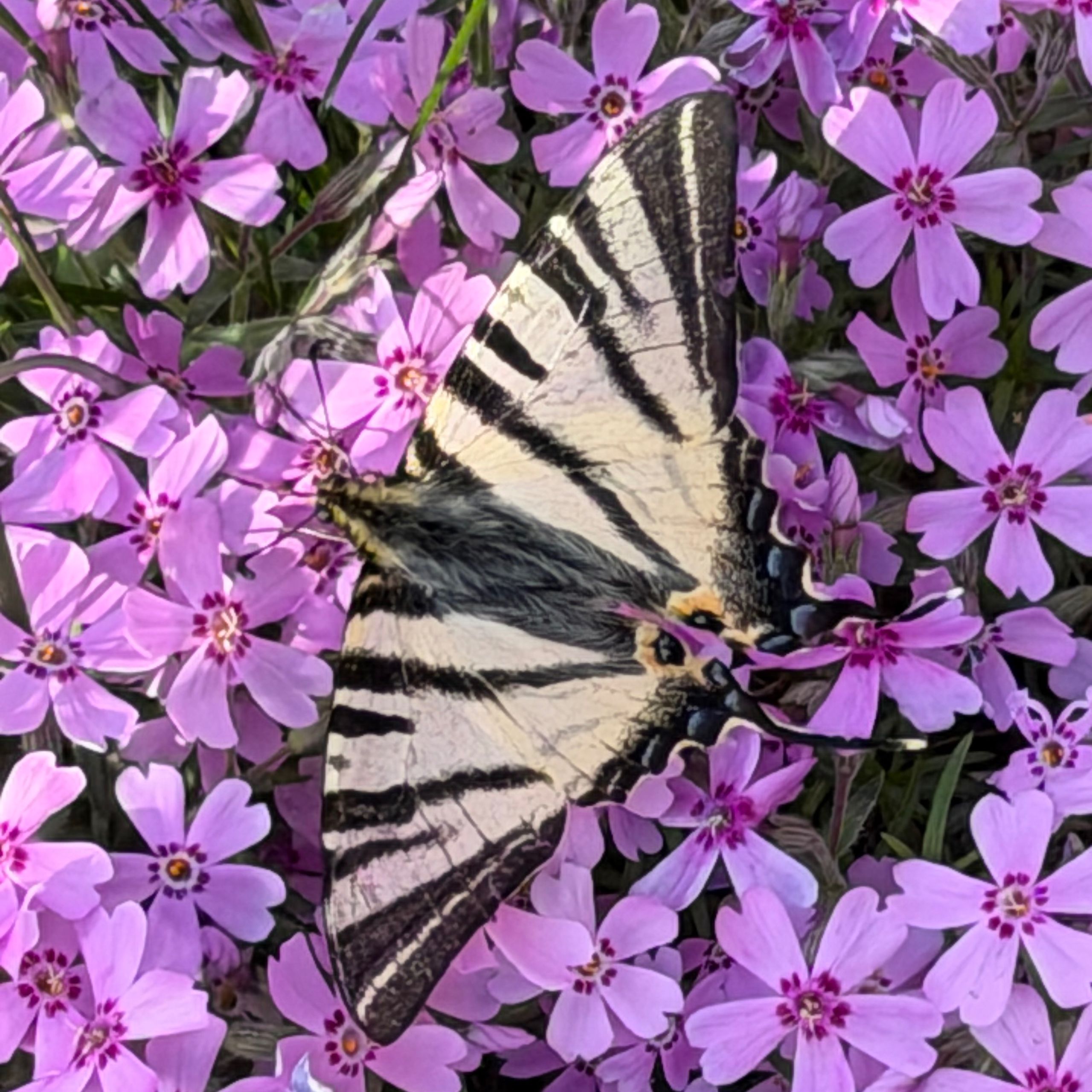 Soutěžní fotografie - Jaro na dvoře,  Uherské Hradiště