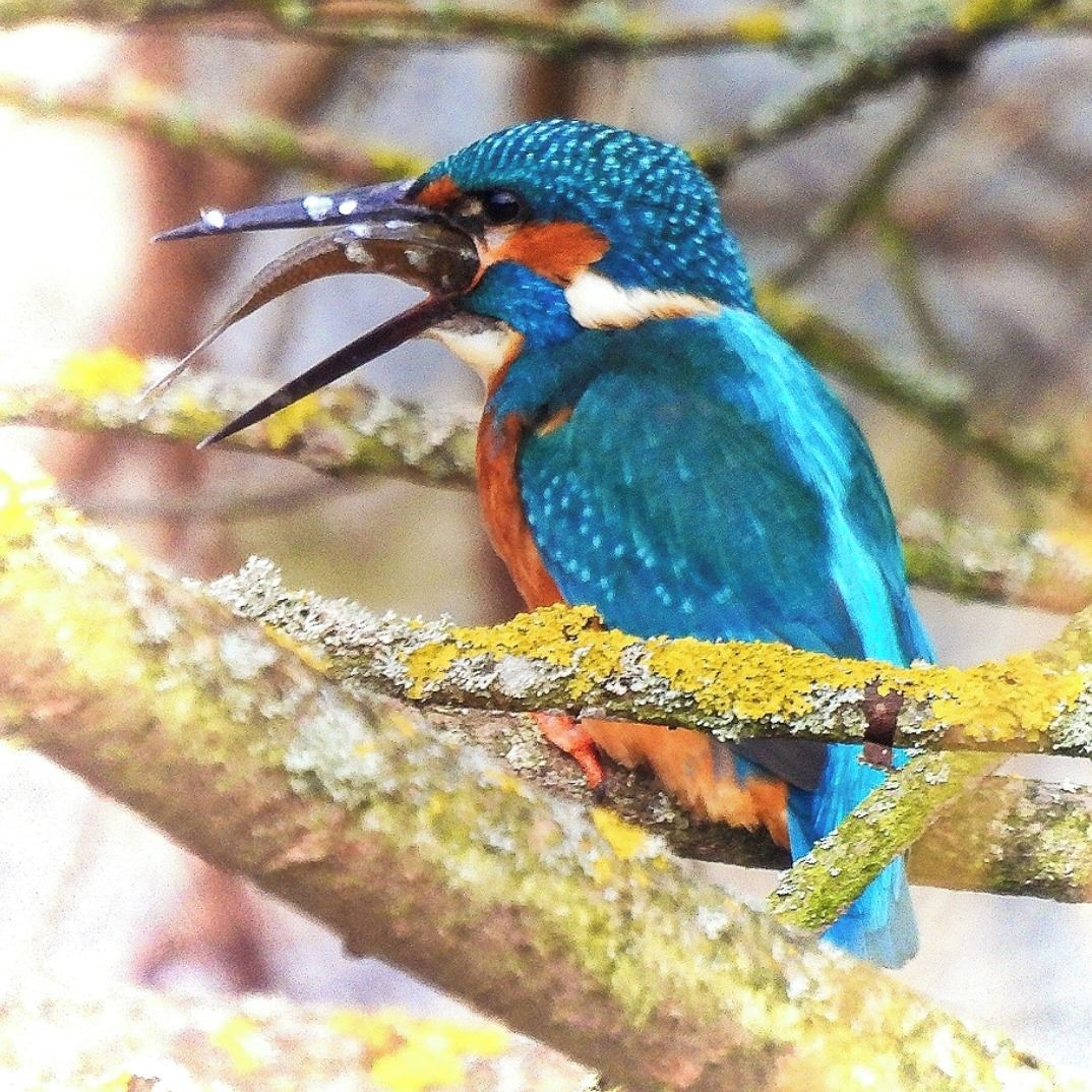 Soutěžní fotografie - LEDŇÁČEK A  NĚCO DOBREHO DO BŘÍŠKA,  VLAŠIM. U ŘEKY Blanice