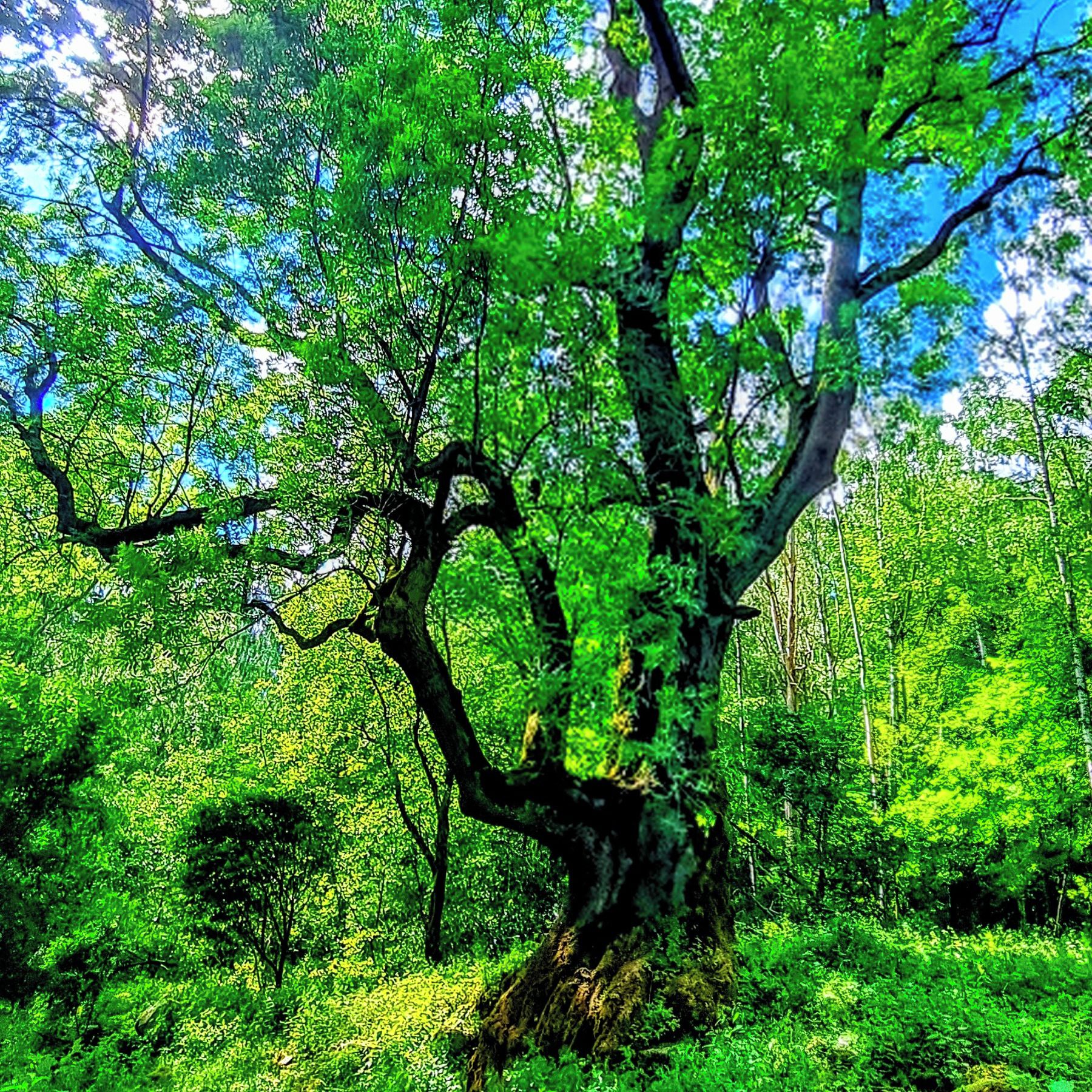 Soutěžní fotografie - 600 let starý Jasan,  Popov karlovarský kraj