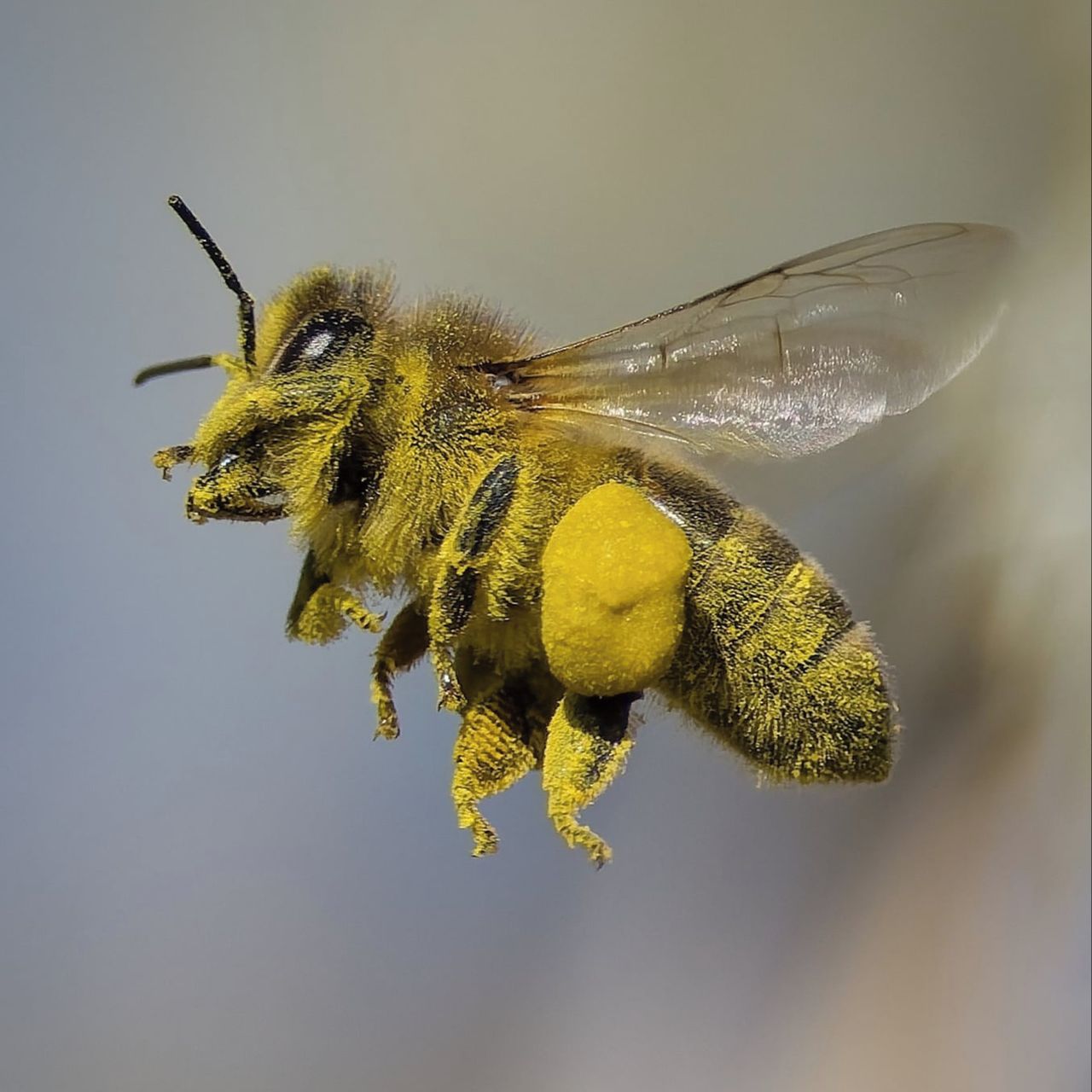 Soutěžní fotografie - Pilná včela,  Josefovské louky