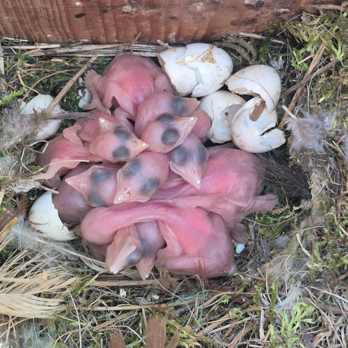 Soutěžní fotografie - Krutihlav obecný,  Nebovidy u Brna