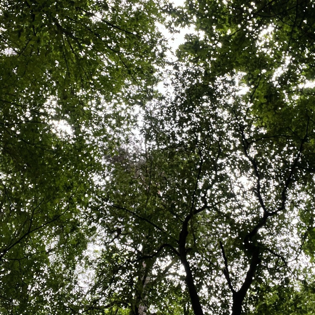 Soutěžní fotografie - Prosím hlasuj pro rozkvetlé stromy,  Plumlovská přehrada