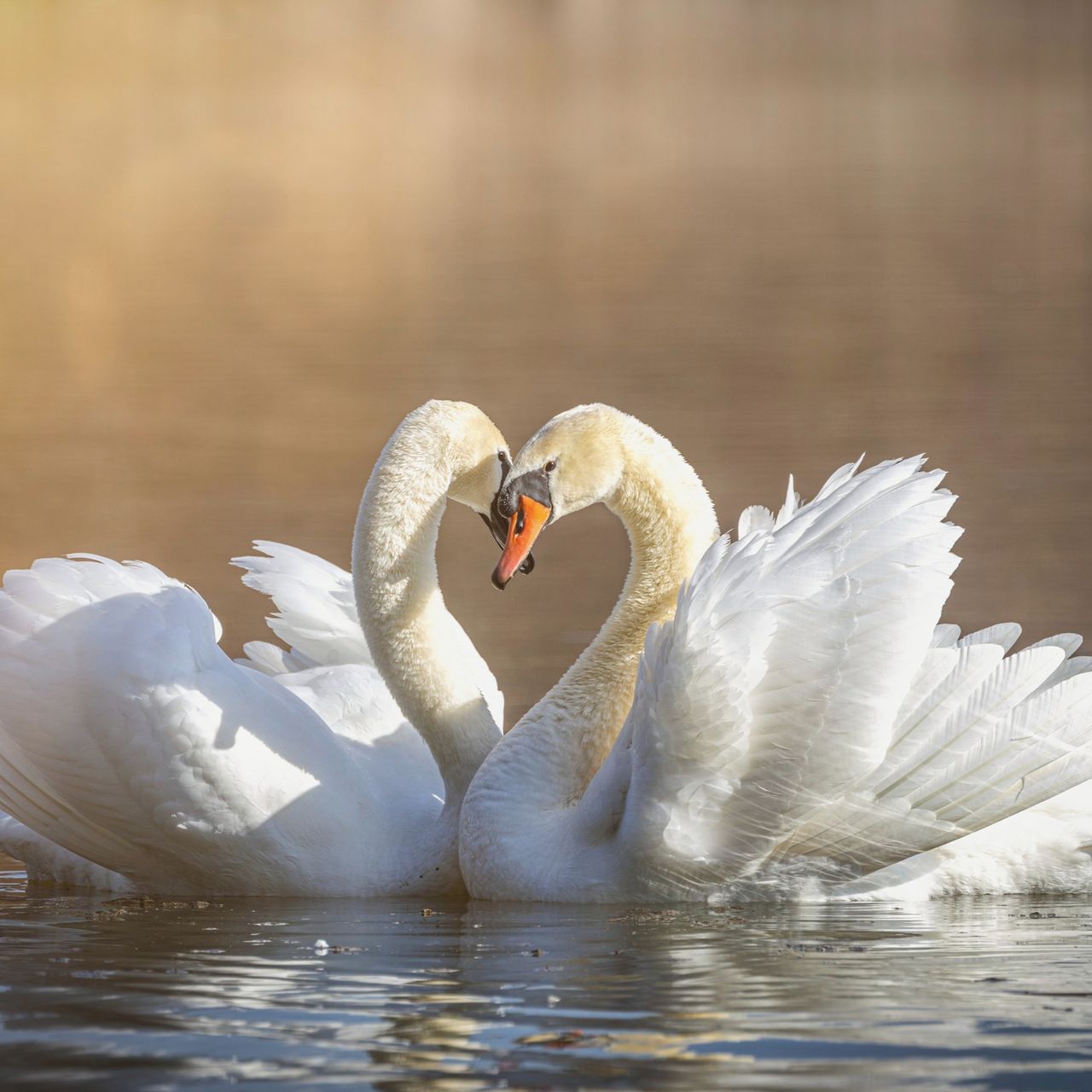 Soutěžní fotografie - Labutě,  Rybník křižák