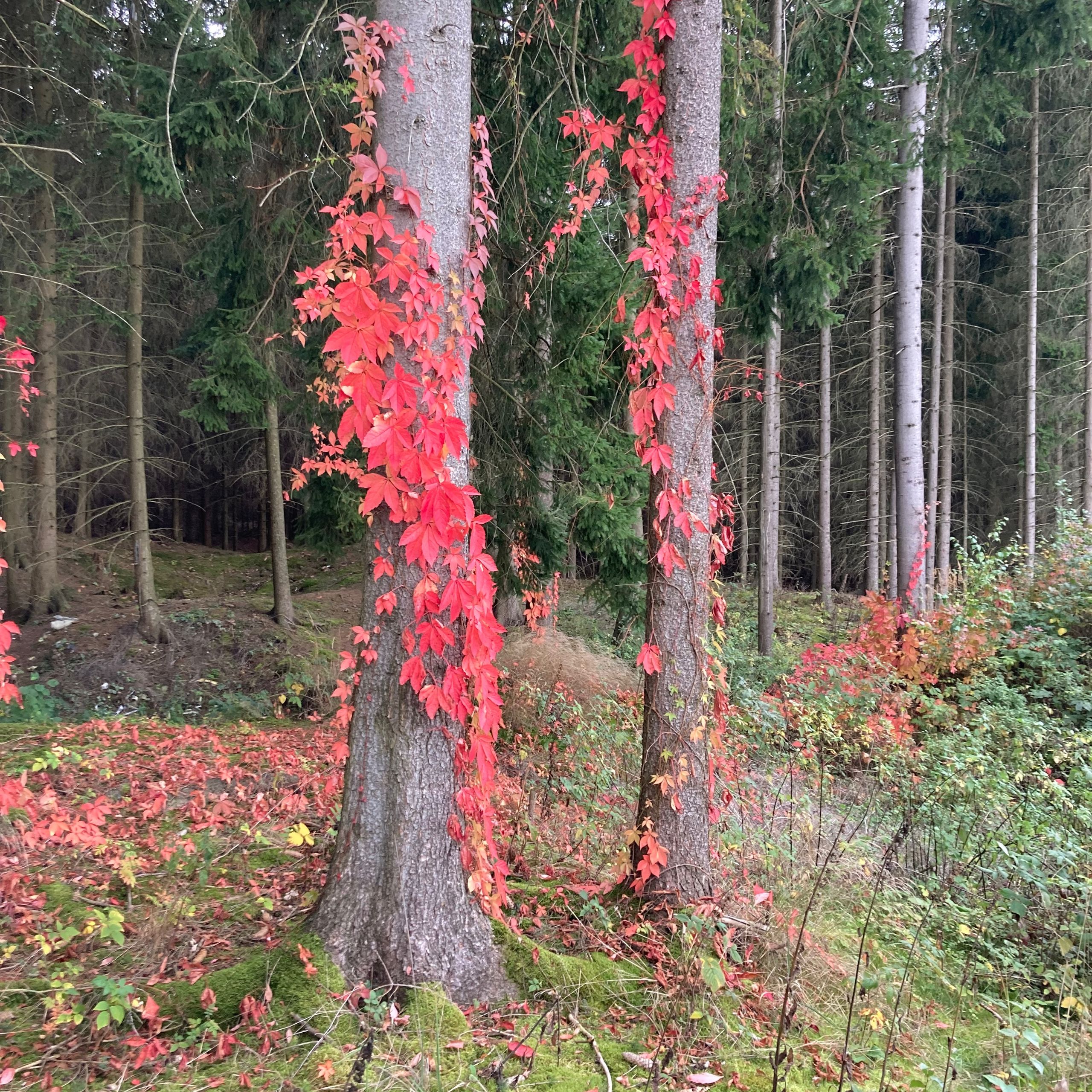 Soutěžní fotografie - Podzim v růžové,  Jihlavsko