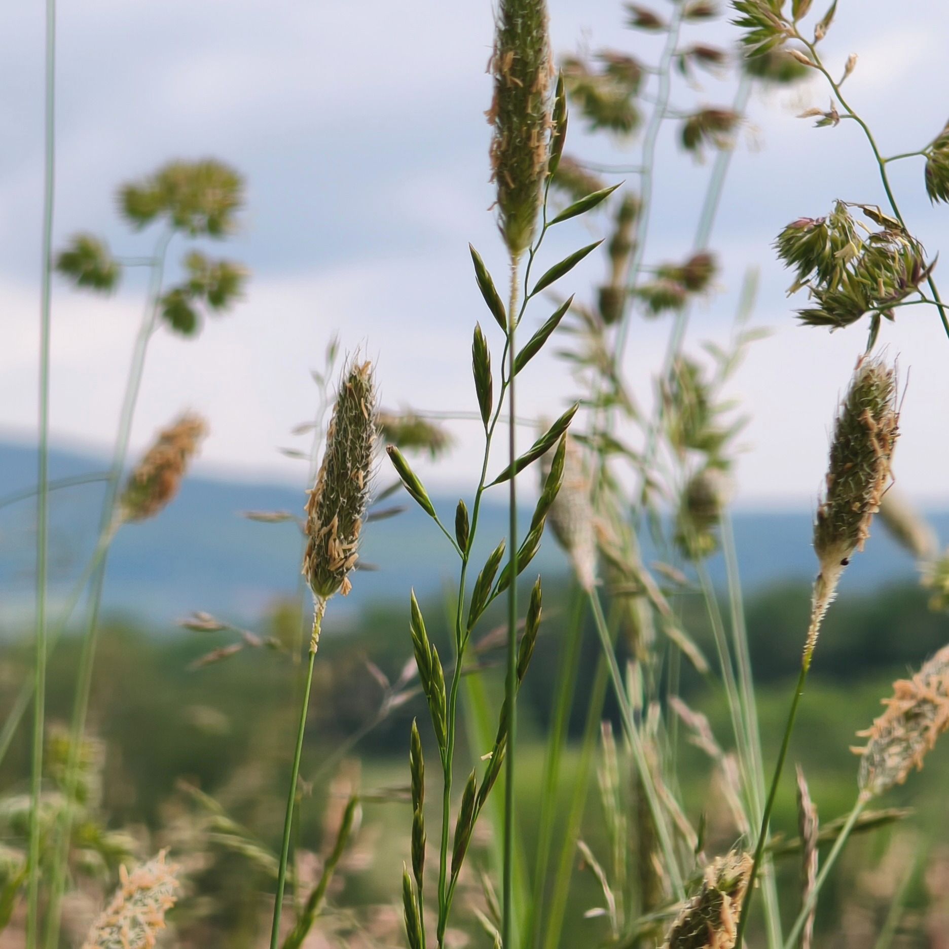 Soutěžní fotografie - Motýl,  Varnsdorf