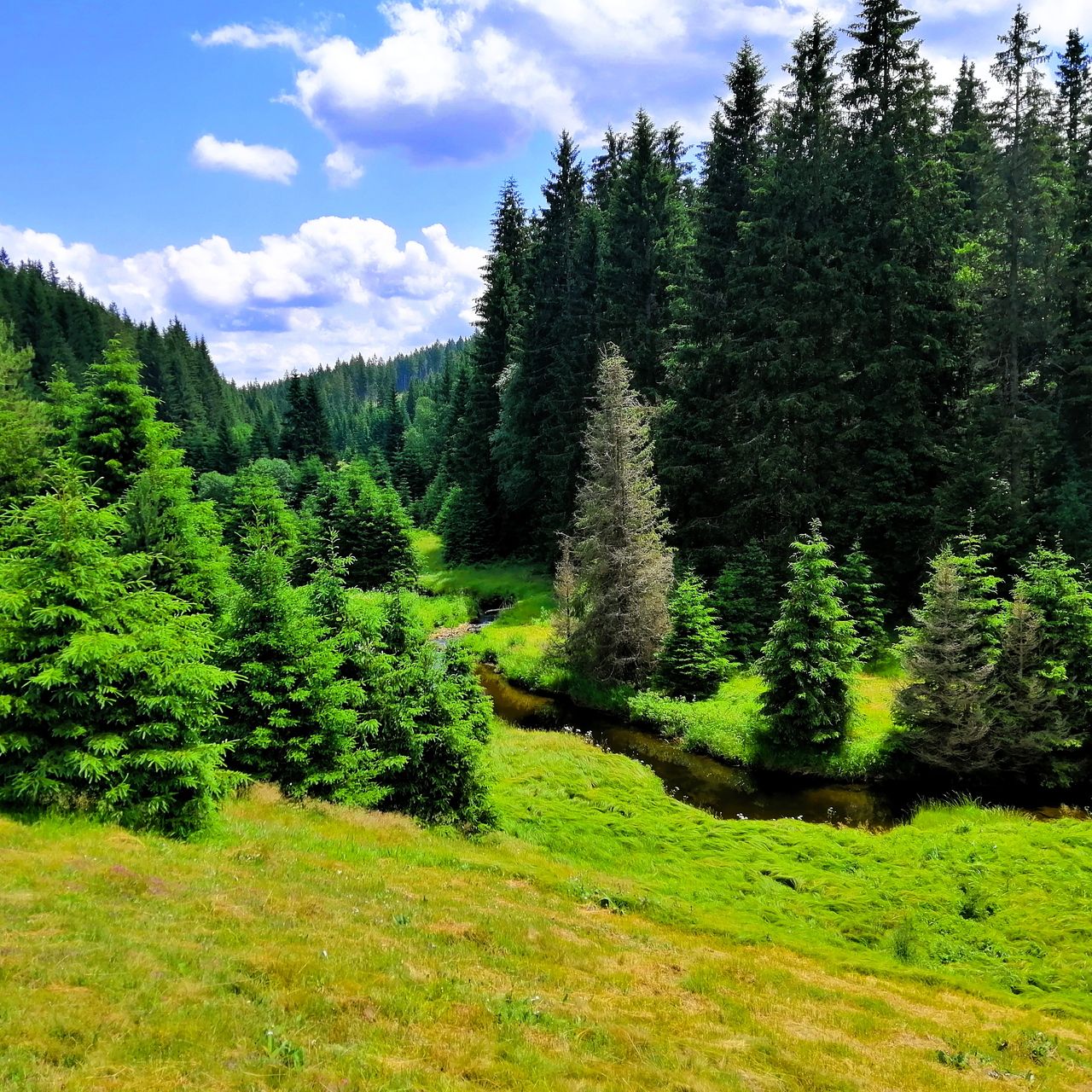 Soutěžní fotografie - Údolí řeky Křemelné,  Zhůří na Šumavě