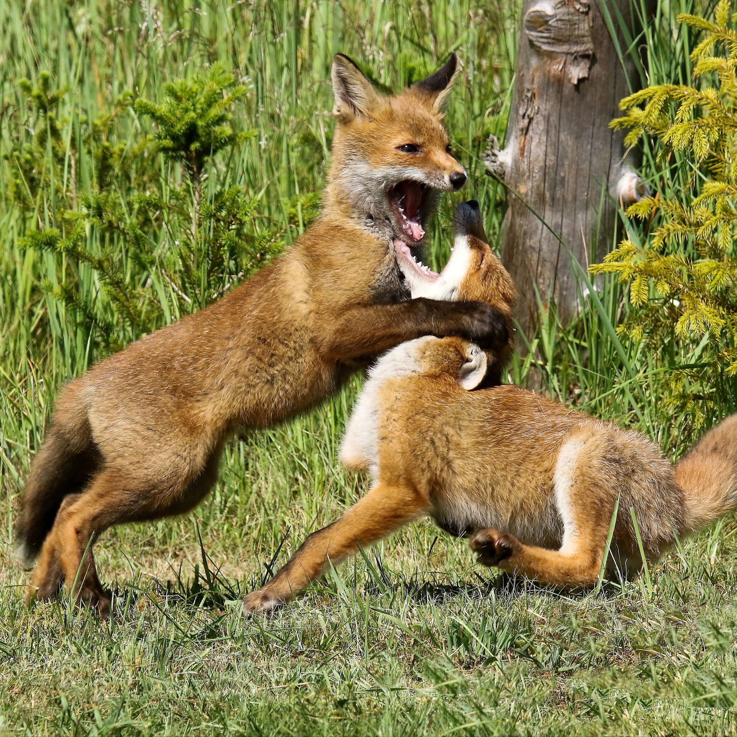 Soutěžní fotografie - Liščata,  les u Vitína, České Budějovice