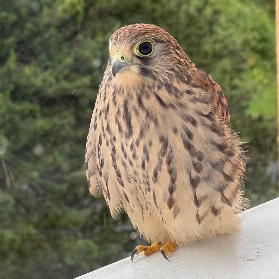 Soutěžní fotografie - Poštolka-Inspektor parapet, první směna,  Česká Lípa