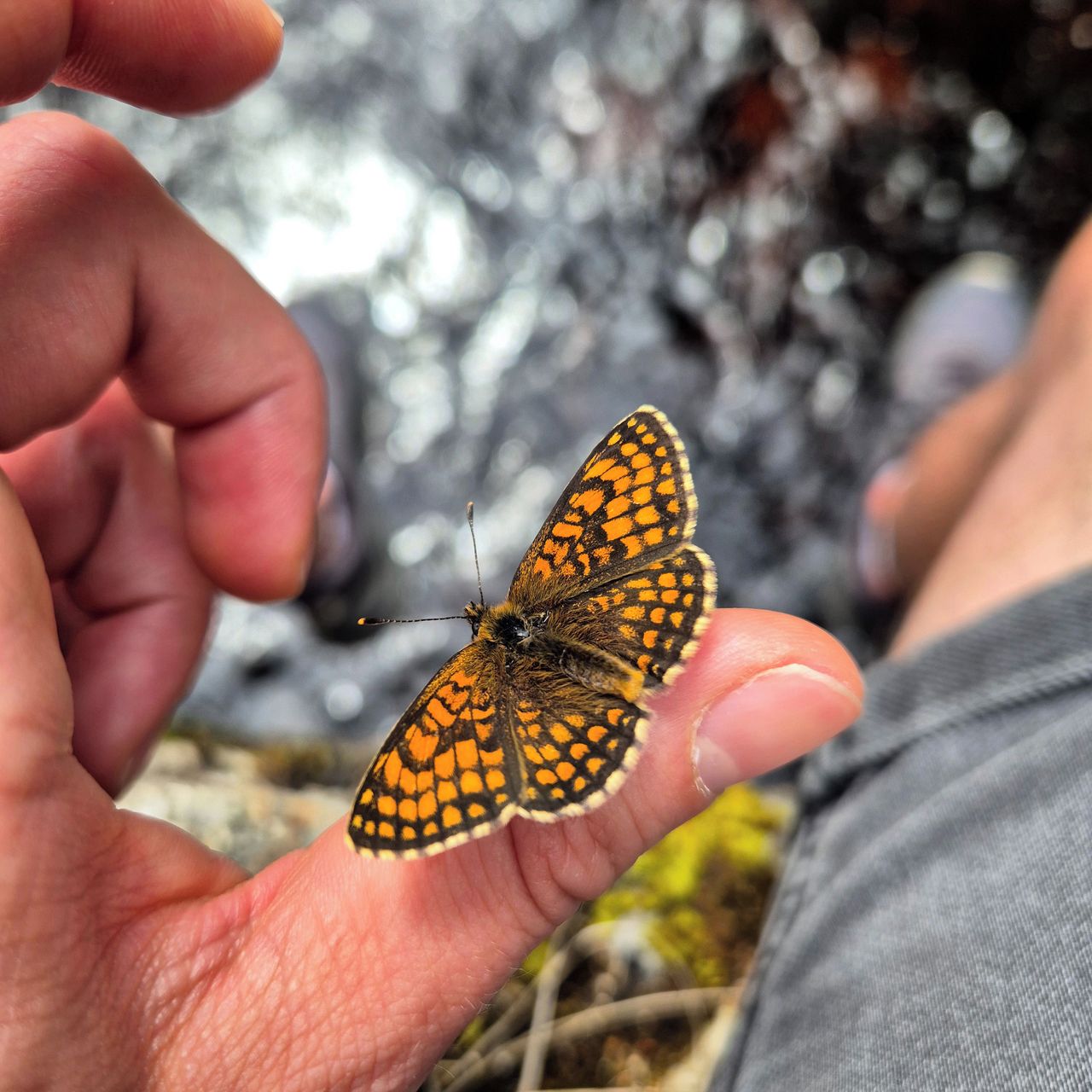 Soutěžní fotografie - Na dotek přírody,  Srní, Šumava