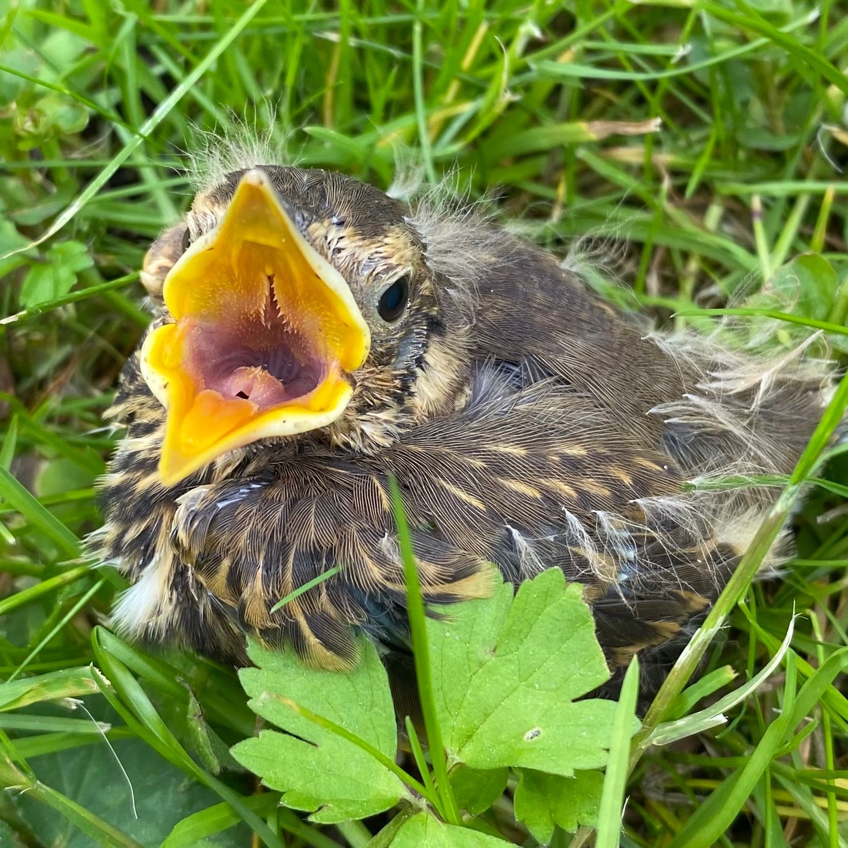 Soutěžní fotografie - Hladové ptáče,  Ondřejov