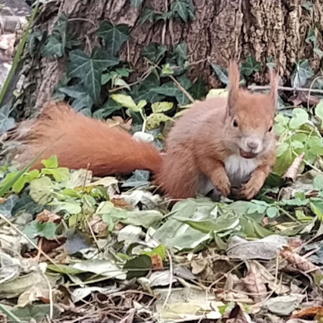 Soutěžní fotografie - Zrzavá kráska,  Botanická zahrada PŘF-UK, Praha