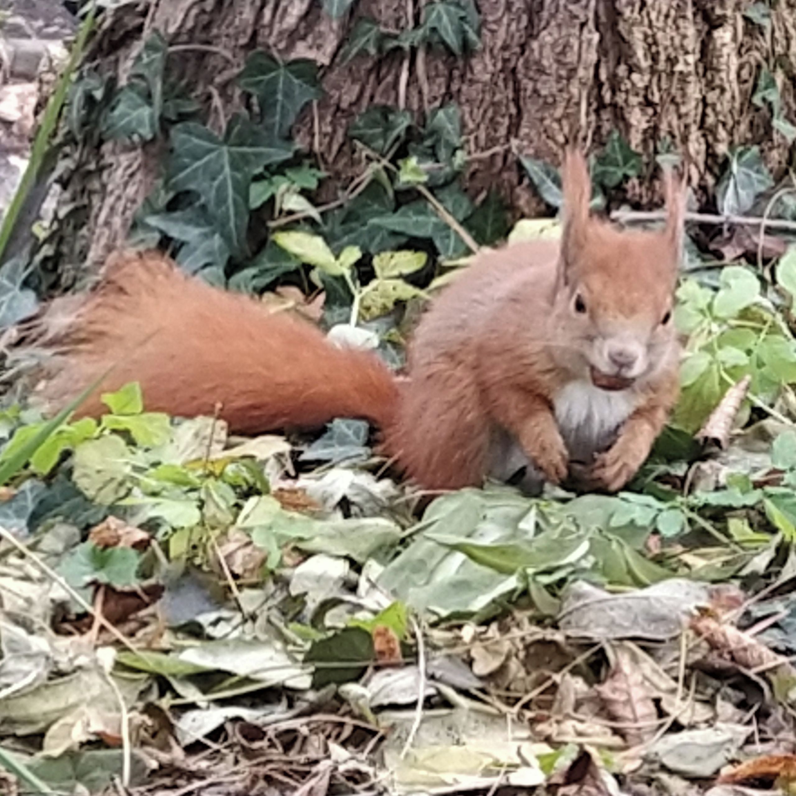Soutěžní fotografie - Zrzavá kráska,  Botanická zahrada PŘF-UK, Praha