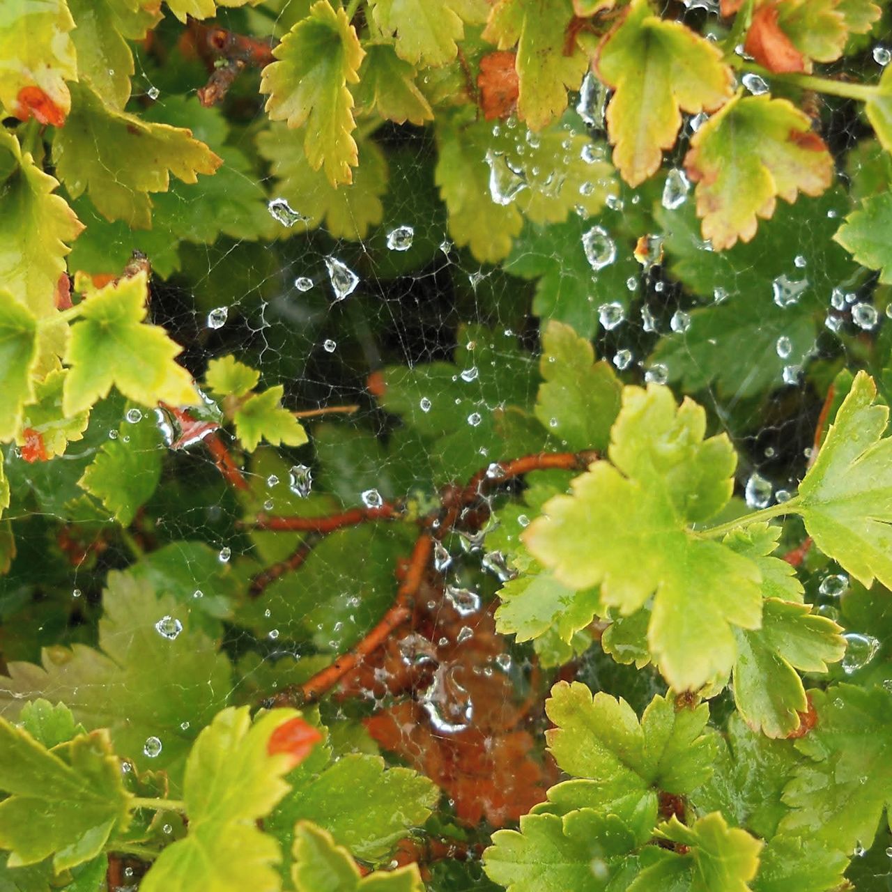 Soutěžní fotografie - Diamantová pavučina,  Český ráj